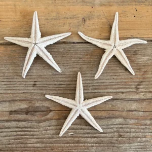 Witte zeester - maritiem decoratiemateriaal